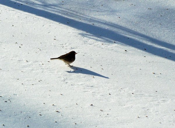 Junco2 crop December 2019.jpg