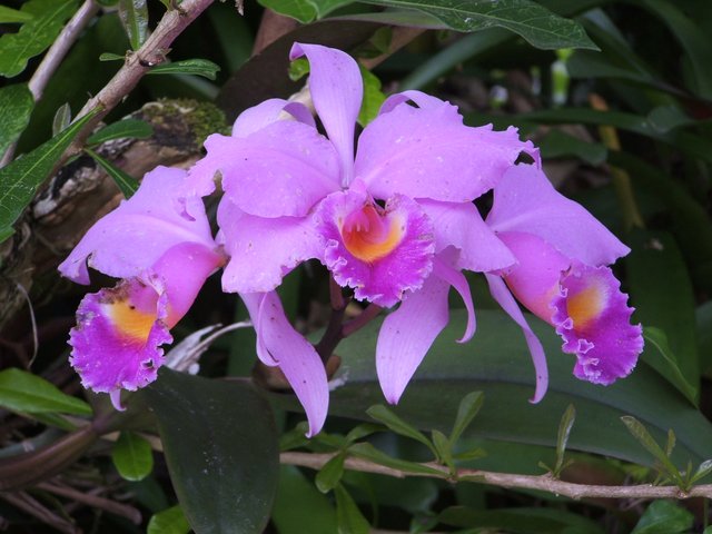 eje cafetero orchids 02.JPG