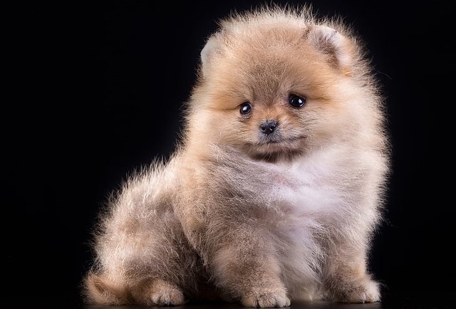 fluffy-puppy-spitz-wallpaper-preview.jpg