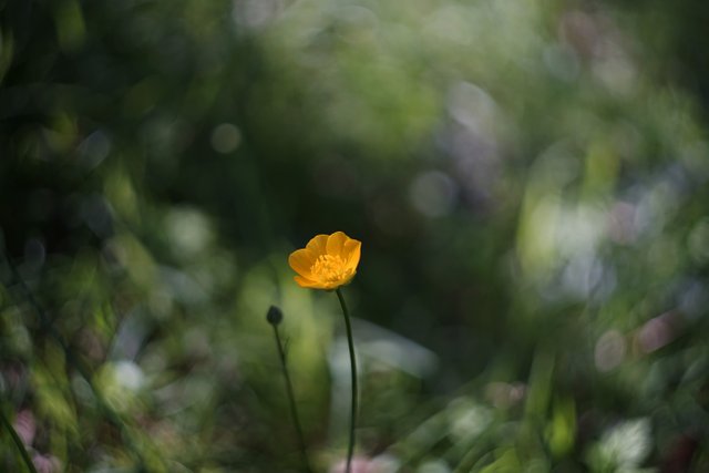 buttercup bokeh 1.jpg