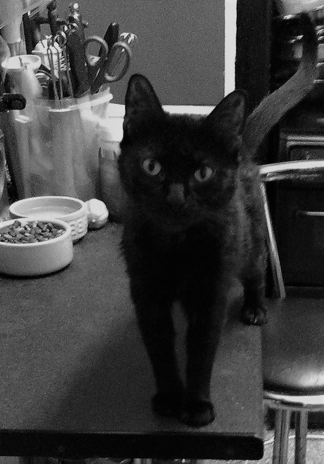 Cat Photography, B&W First Hello Sam Picture Fix B&W, April 23 2017.jpg