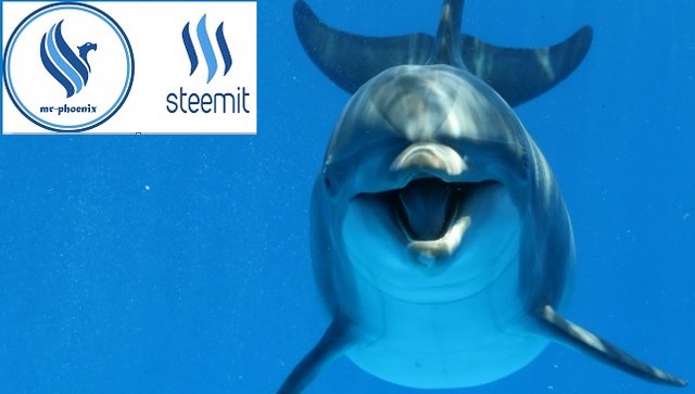 dolphin steemit.jpg