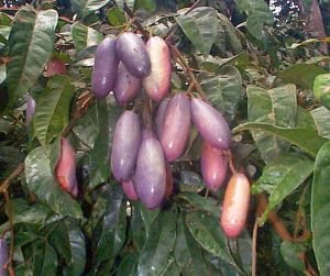 african-pear-1-300x251.jpg