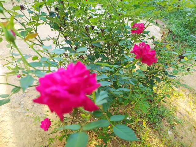 IMG_20250804_074533.jpg