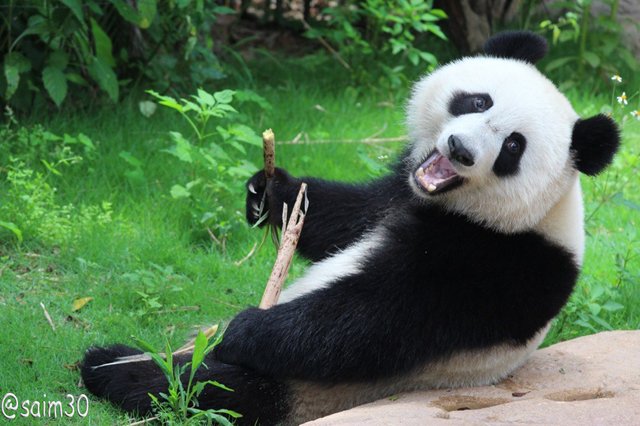 panda-bear-with-stick.jpg