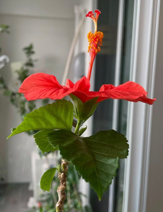 IMG_20250715_114631.jpg