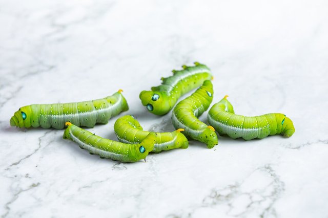 green-worm-white-marble-floor_1150-35338.jpg