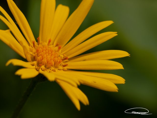 Calendula-arvensis-Field-Marigold-Acker-Ringelblume.jpg