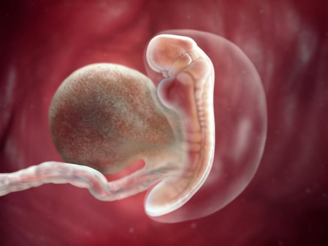 embrion.jpg