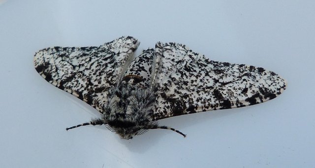 peppered moth.jpg