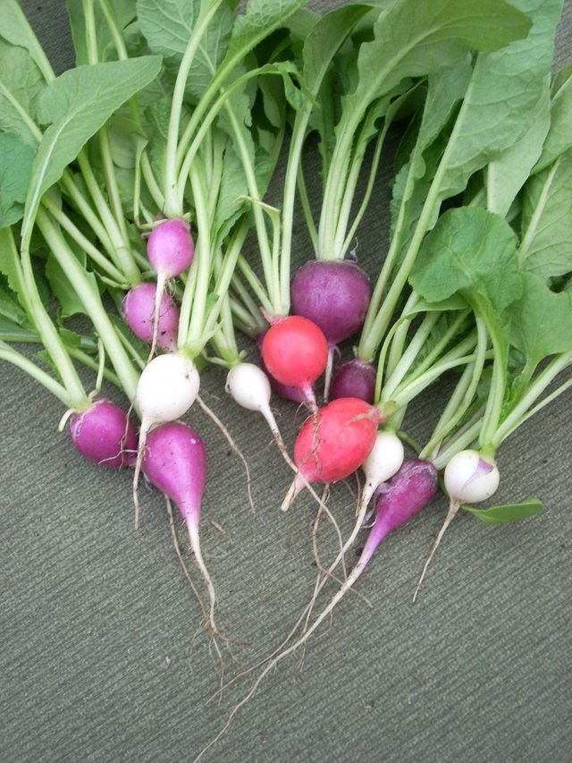 Radish_3371103037_4ab07db0bf_o.jpg