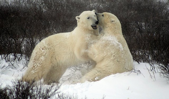 sparing-polar-bears-2821903_960_720.jpg