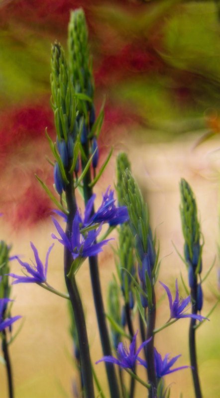 Camassia Flower.jpg