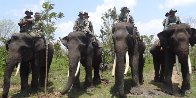 elefanten-indonesien-sumatra-welttierschutzgesellschaft-1.jpg