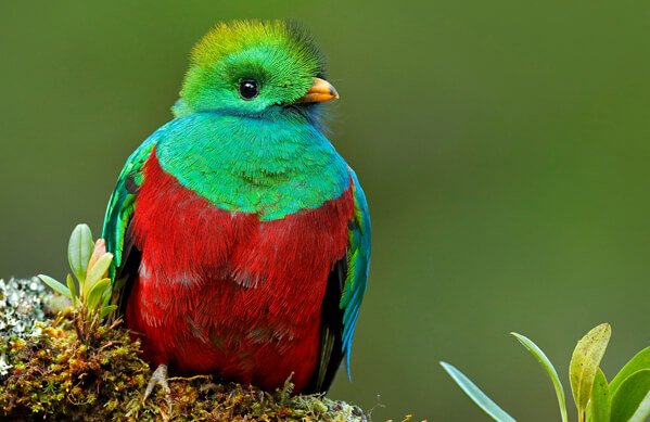BOTW-Homepage-Thumbnail_Resplendent-Quetzal_Ondrej-Prosicky_Shutterstock.jpg