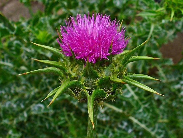 Silybum_marianum_0003.JPG