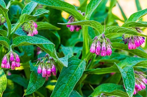 Comfrey-sm-min.jpg