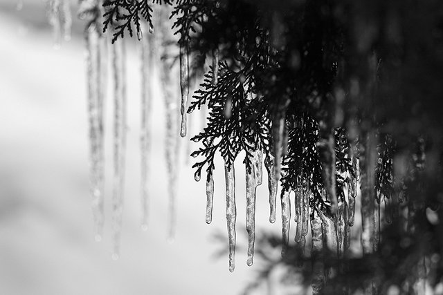 Icicles_2020_004_s_BW.jpg