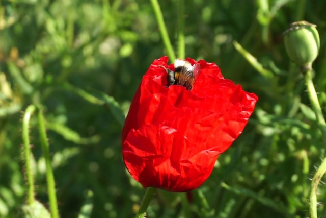 Bumblebee _opens_poppy_flower_-_Free_polls_for_all_06.jpg