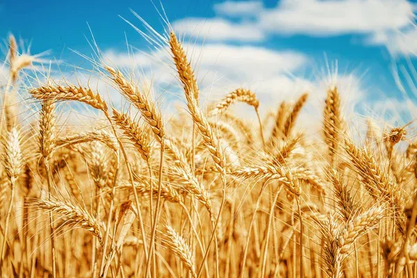 depositphotos_13512380-stock-photo-gold-wheat-field-and-blue.jpg