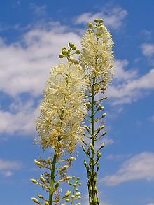 220px-Actaea_racemosa_002.JPG