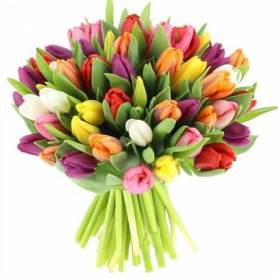 50-mix-Tulips-e1571656218870.jpg