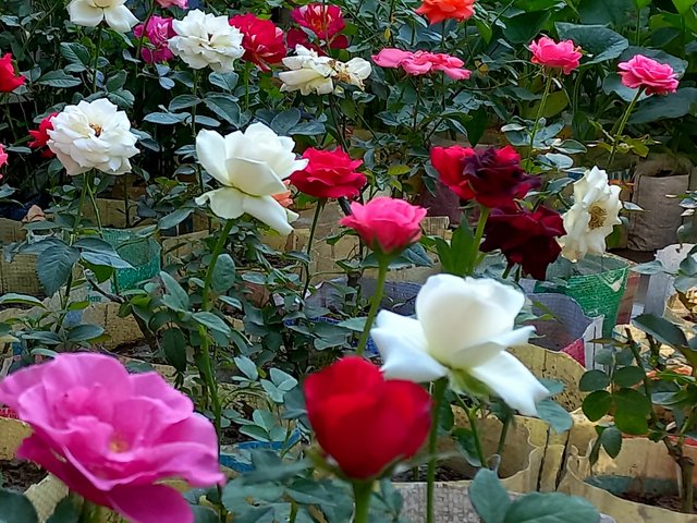 20250627_091141.jpg