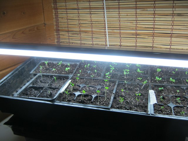 new seedlings under single bulb growlight.JPG