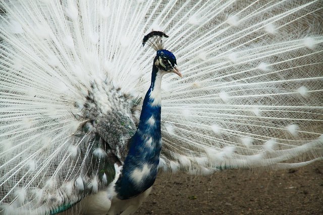 peacock-3452953_960_720.jpg