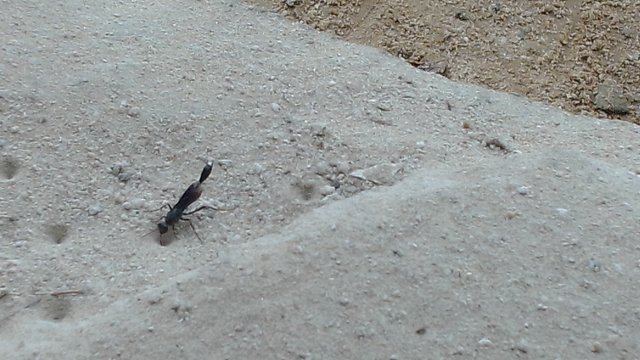 IMG_20250915_111628.jpg