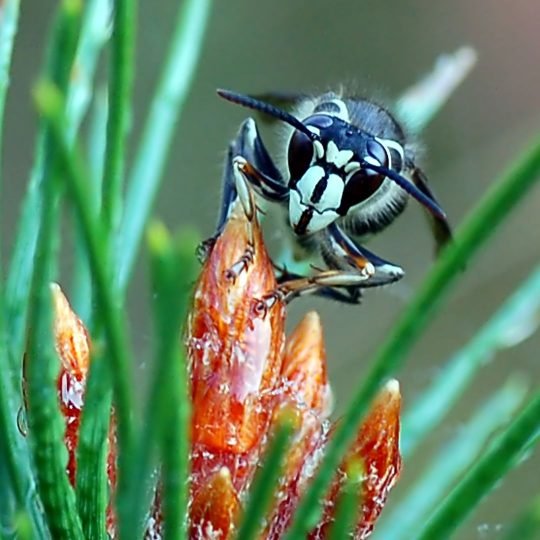 bald-faced-hornet-540x540.jpg