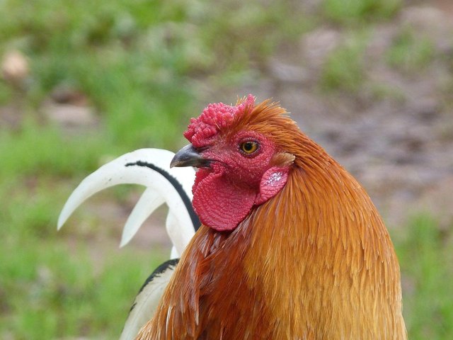 rooster-20646_1280.jpg