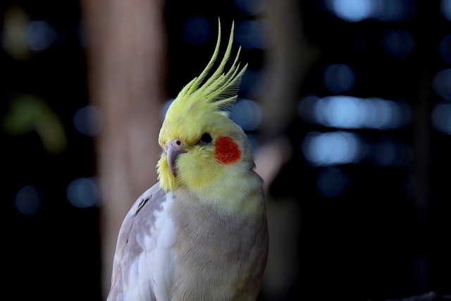 budgie-7513582_1280.jpg