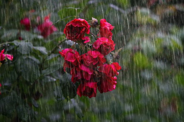 heavy-rain-4864257_1920.jpg