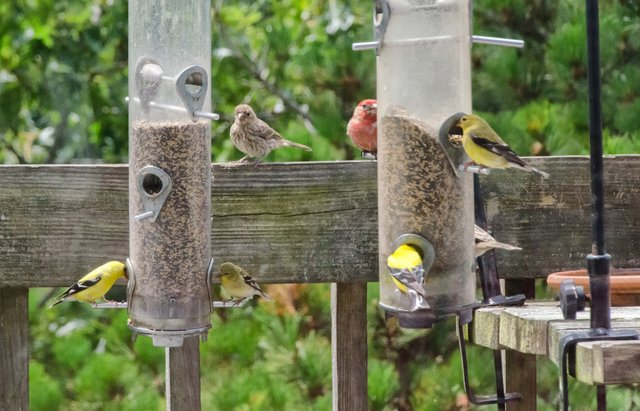 Finches.jpg