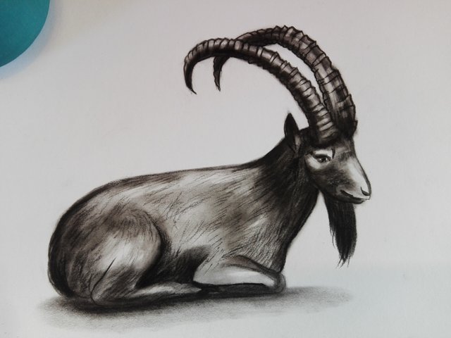 goat(1).jpg