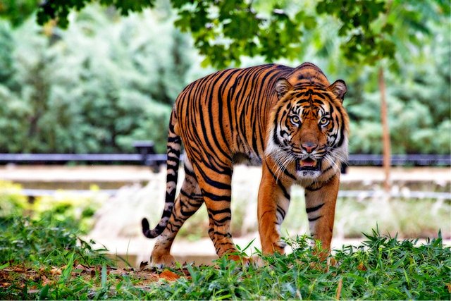 sumatran-tiger-518771_1280.jpg