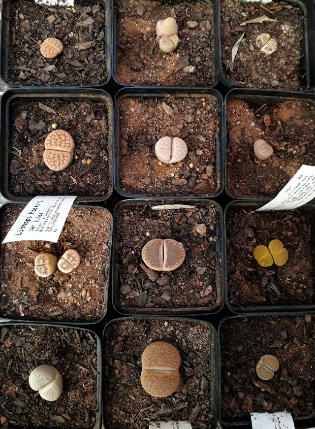 Lithops7.jpg