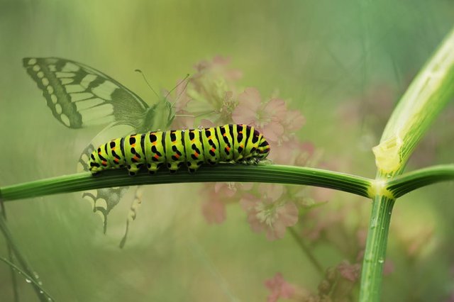 dovetail-butterfly-garden-insect-162311.jpeg