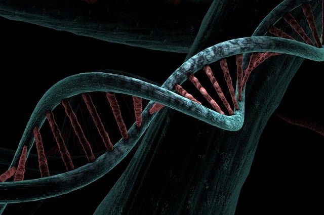 dna-6517209_640.jpg