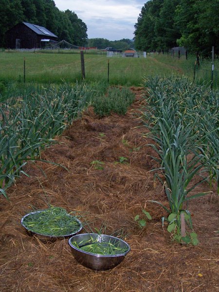 Harvesting garlic scapes crop June 2019.jpg