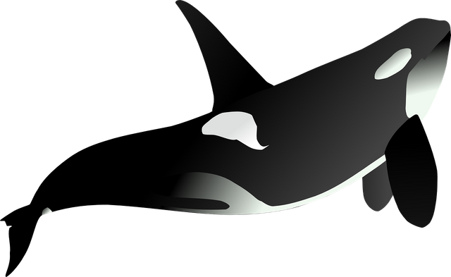 orca-311319_1280 (1).png