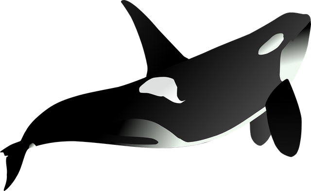 orca-311319_1280.png