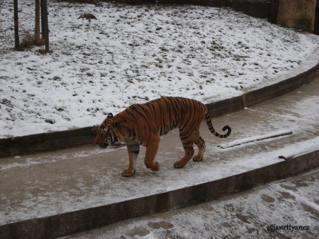 tigre2.jpg