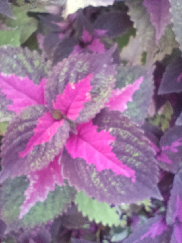 IMG_20250627_183858.jpg