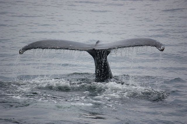 whales-1575967__480.jpg
