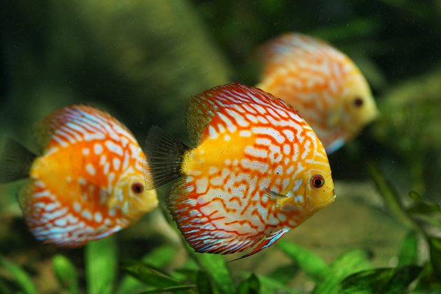 discus-fish-2901528.jpg