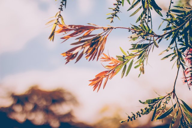 autumn-leaf-blur-branch-bright-385976.jpg