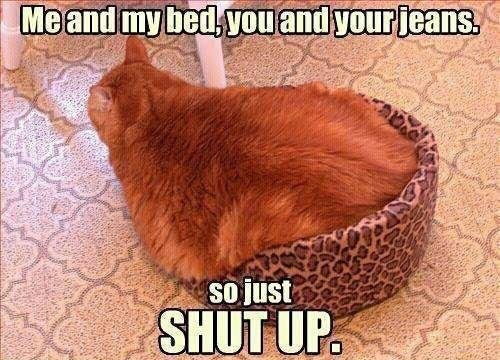 Funny-fat-cat-in-basket.jpg