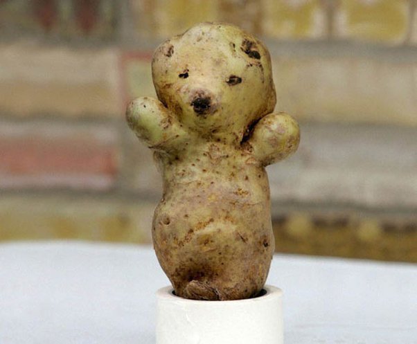 A bear-shaped potato.jpg